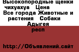 Высокопородные щенки чихуахуа › Цена ­ 25 000 - Все города Животные и растения » Собаки   . Адыгея респ.